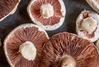 The Use Of Hydrolyzed Feathermeal In Mushroom Growth to obtain High Yields